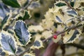 Weeping Silver Margined Holly, Ilex aquifolium Argentea Marginata Pendula, variegated leaves and red berry